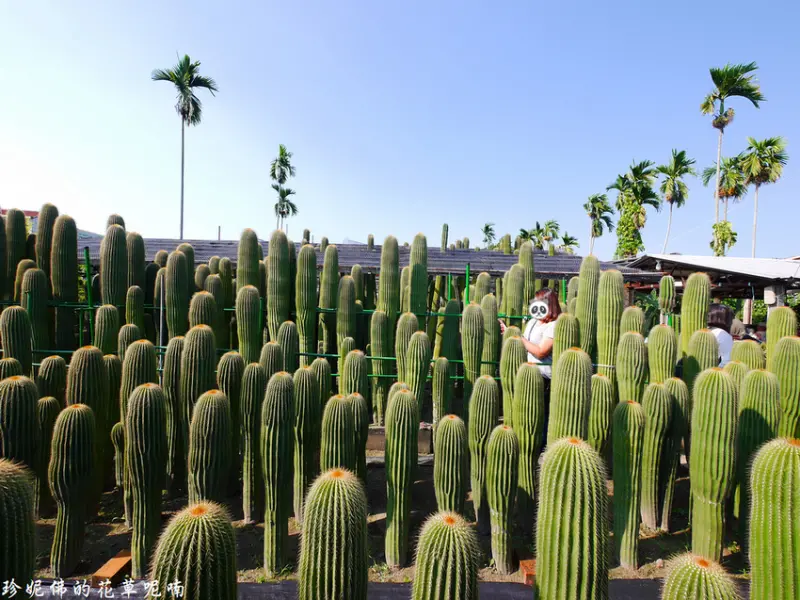 【彰化-田尾鄉】田尾公路花園｜農村仙人掌園50年生仙人掌大鳳龍