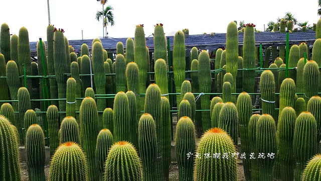 農村仙人掌園。走入仙人掌園中這樣的畫面真的很另類
