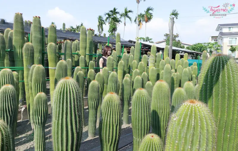 彰化景點~田尾農村仙人掌園，巨大仙人掌IG打卡景點 - 緹雅瑪 美食旅遊趣