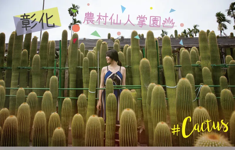 彰化田尾｜超療癒的比人高多肉仙人掌園，讓你彷彿置身在沙漠之中-農村仙人掌園