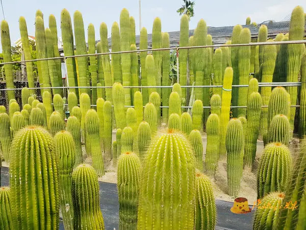 【彰化IG洗版景點】台灣也有美西風巨柱仙人掌《農村仙人掌園》田尾公路花園