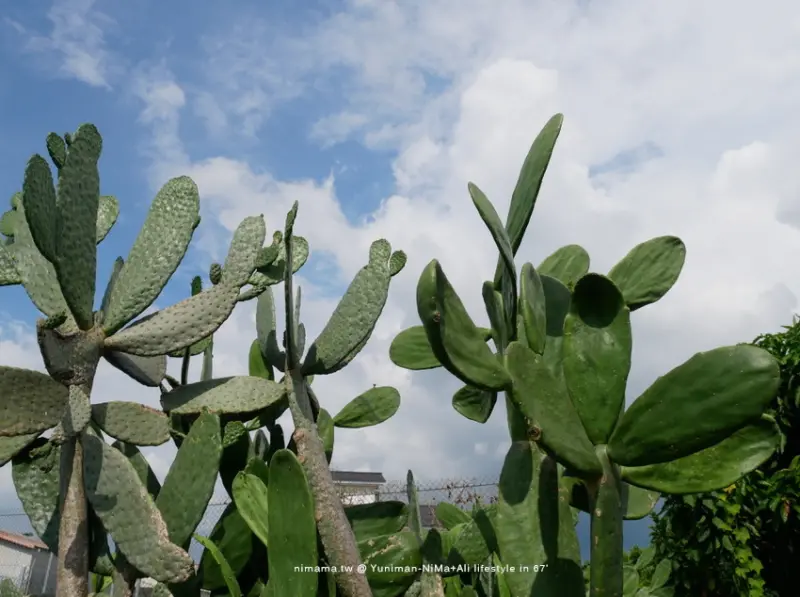 彰化田尾：農村仙人掌、生源巨大仙人掌～城市裡的世外桃源