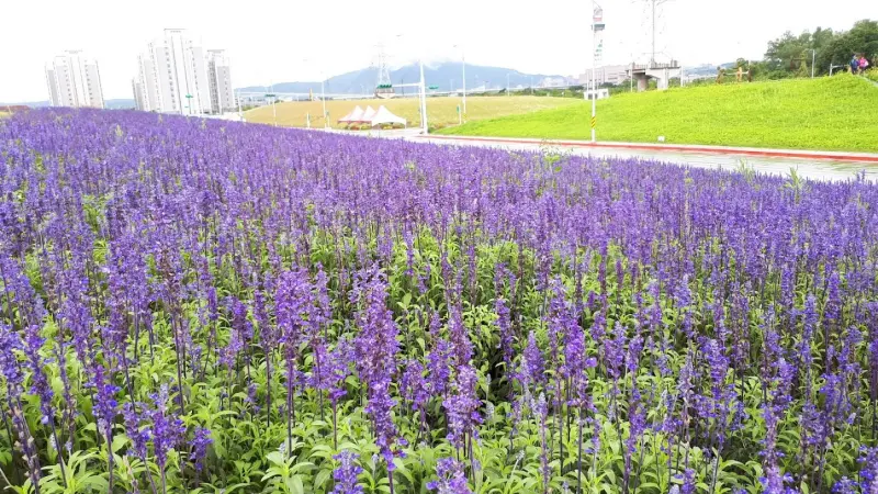 【關渡花海節2018】保握最後賞花期-夢幻紫色鼠尾草花毯/來一趟春季賞花小旅行吧(2018/4/15最新花況)