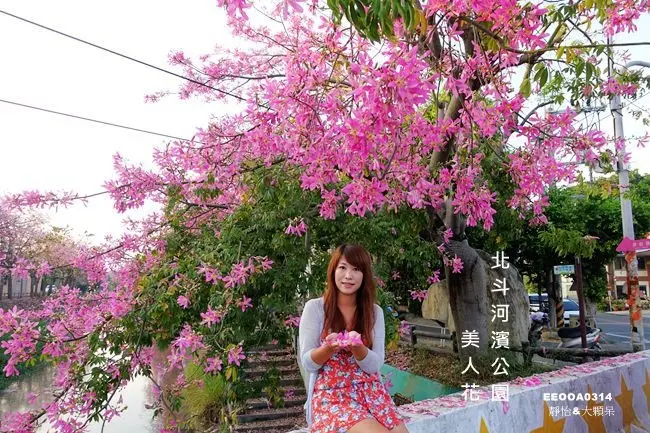 彰化旅遊景點 ▶ 北斗河濱公園美人花 ▶ 河畔美人樹花繽紛綻放 北斗河濱公園河岸鋪上浪漫粉紅色地毯