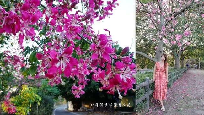2020彰化北斗美人樹 ▶ 北斗河濱公園美人樹 ▶ 季節限定美人花盛開 浪漫粉紅花雪 彰化景點!