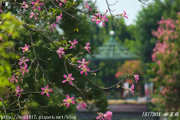 【彰化。北斗】秋的協奏曲。北斗河濱公園。美人樹粉嫩美人花初開