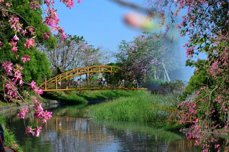 北斗景點_北斗河濱公園│美人樹與欒樹爭奇鬥艷，打造最浪漫的秋冬美景。 - 愛伊特candy的分享樂園
