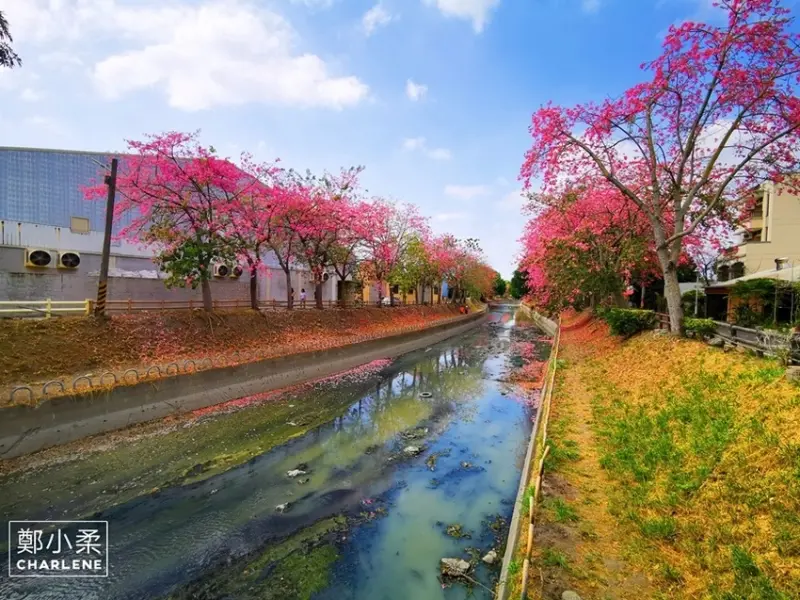 彰化北斗|河濱公園+心動廣場-美人樹花道綿延2公里粉紅色花海|1秒到日本旅遊|IG網美熱門打卡景點推薦