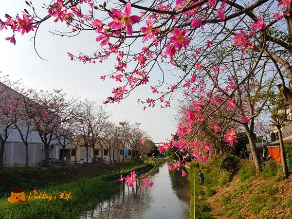 【彰化旅遊】秋季浪漫粉紅吹雪《北斗河濱公園》河畔美人樹