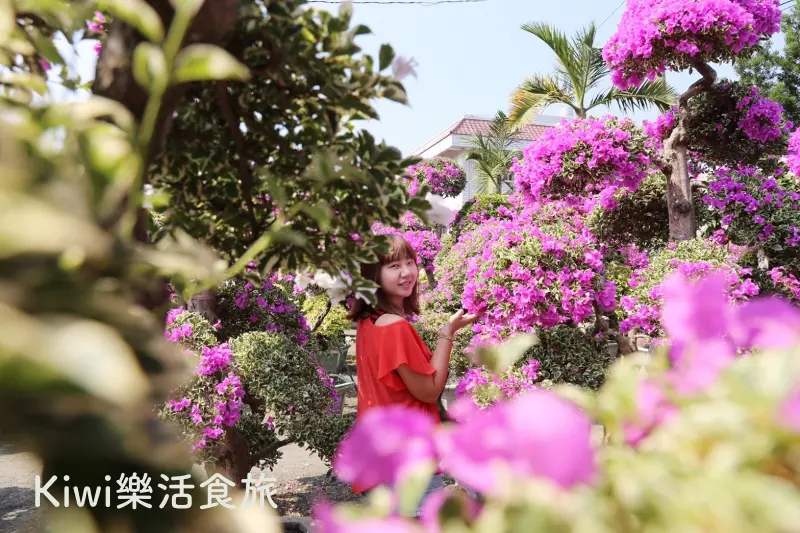田尾景點｜彰化田尾九重葛．輝豐園藝 漫步滿滿九重葛花園感受幸福味(網紅拍照熱點) - Kiwi 樂活食旅