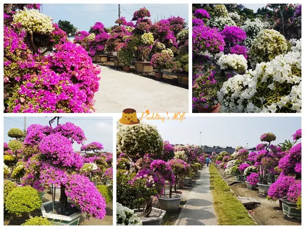 【彰化旅遊】萬紫嫣紅九重葛夢幻庭園《輝豐園藝》浪漫花海/田尾公路花園
