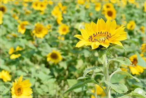 2017年桃園花彩節,10月28日至11月26日七大展區熱鬧登場