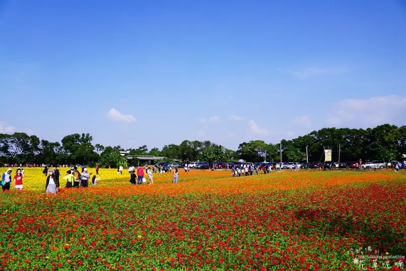 【桃園-楊梅區】2017桃園花彩節楊梅花區「花現楊梅，童遊花海」10/28-11/5