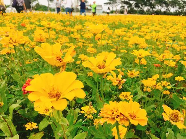 ♥桃園花彩節－楊梅區♥整片花海遍地綻放☼