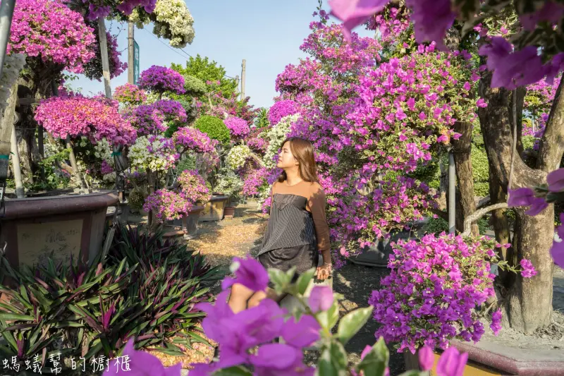 田尾九重葛之家(輝豐園藝)|彰化IG超夯打卡，如夢境般比人高的九重葛花海，圍繞在萬紫千紅花園。