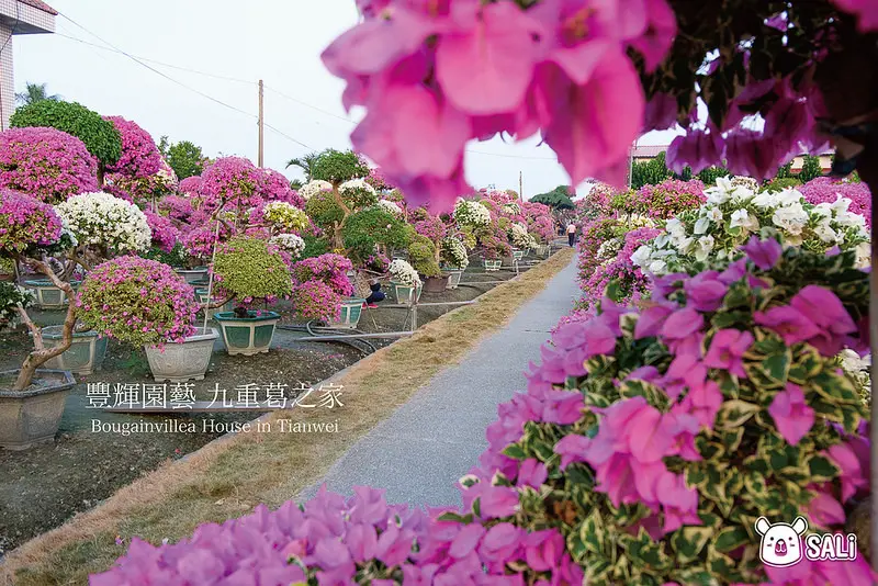 彰化田尾  輝豐園藝｜萬紫千紅超夢幻的九重葛迷宮，IG臉書超夯打卡熱點