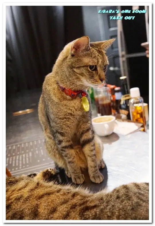 台北捷運忠孝新生站／手工漢堡．最療癒的貓咪餐廳──TAKE OUT．忠孝新生店        
      