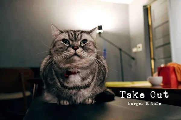 《吃喝 χ 台北捷運忠孝新生站 》TAKE OUT BURGER & CAFE▕ 神秘迷幻的美式手工漢堡店，貓咪駐店亂跑的貓咪餐廳