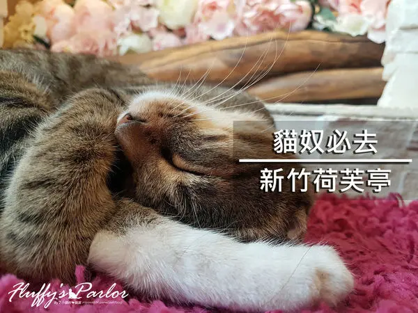 【新竹美食】荷芙亭｜貓奴必去的咖啡網美廳｜讓你少女心噴發的美店