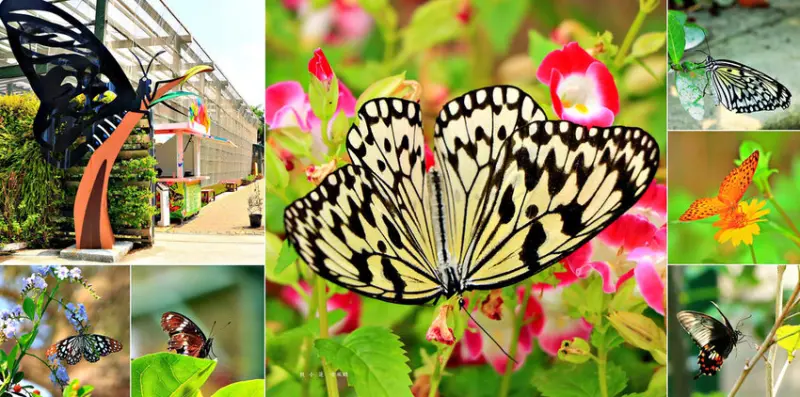 【高雄】金獅湖蝴蝶園‧全國最大的網室蝴蝶園 環境清幽 停車方便 生態教學一級棒