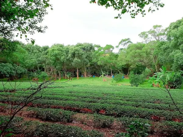 【林口生津製茶廠製茶初體驗】冠軍世家學做茶、專業品茶、製茶競賽/新北製茶親子一日遊/生津庭園早餐/林口台地農夫巿集