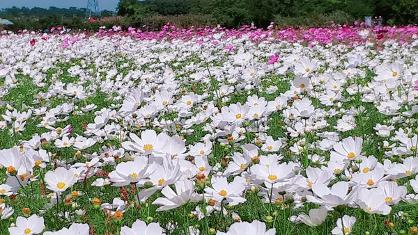 【2017桃園花彩節】七大花卉區精彩非凡/龍潭場花況最廣最美/桃園花季小旅行 
