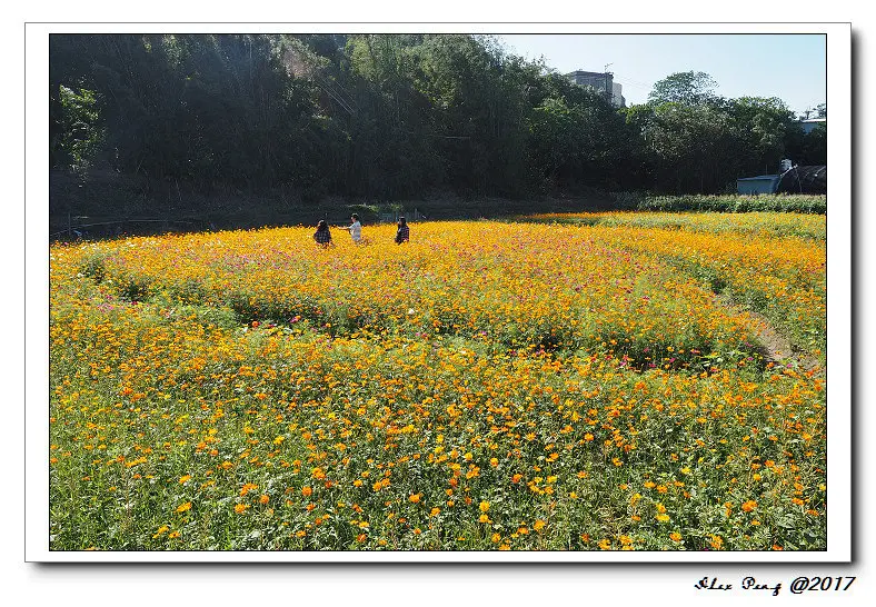 2017桃園花彩節-大溪場(11/9花況)+李騰芳古宅