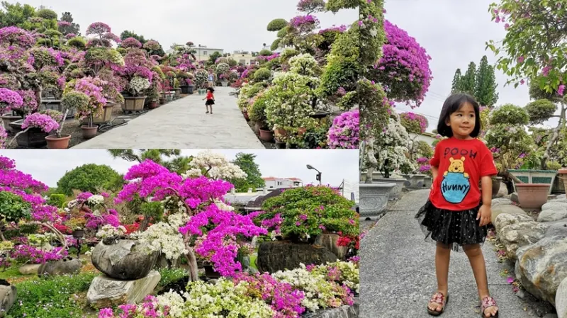 田尾景點_輝豐園藝-九重葛之家│花團錦簇的九重葛又開啦！愛伊特再跟大家分享另一個祕密九重葛~ - 愛伊特candy的分享樂園