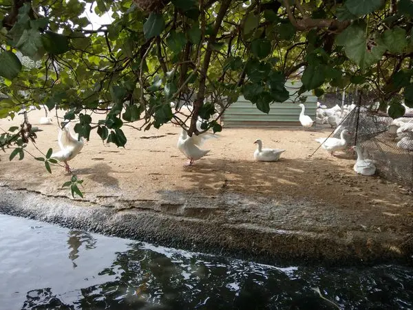 新屋建業鵝肉美食館(建業鵝場)