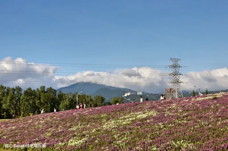 2017關渡花海節第二期：一場與天使花的浪漫約會，美翻了～（台北市北投區）