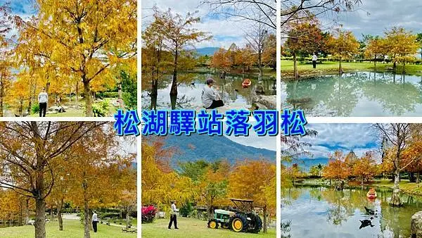 花蓮落羽松【松湖驛站】花蓮最佳賞松盛地│超美超夢幻水上倒影│花蓮小雲山水│走入畫裡人間仙境