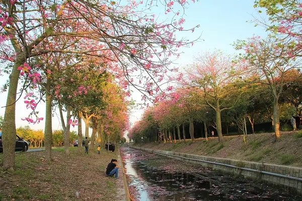 【雲林虎尾景點】粉紅色的美人樹大道~少女心IG美拍        
      