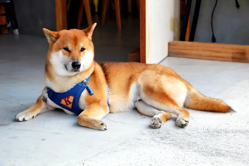 找柴咖啡日和，有著可愛店狗的小店家。 - 微笑Joe幸運