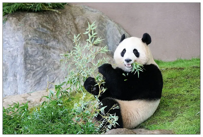 【日本和歌山行程】南紀白濱-白濱町三天兩輕旅行完整行程推薦
