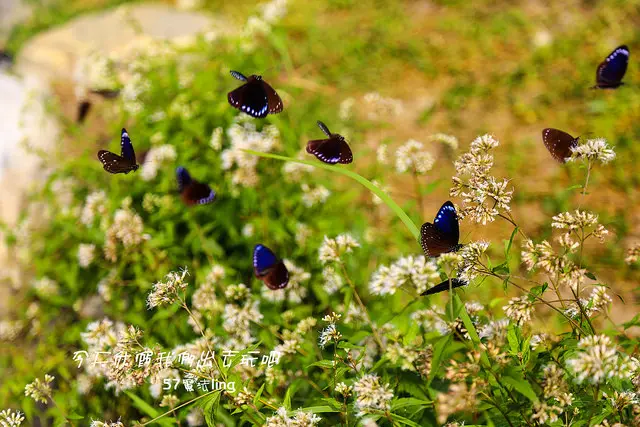 高雄六龜-茂林國家公園。紫蝶生態步道。觀賞蝶舞