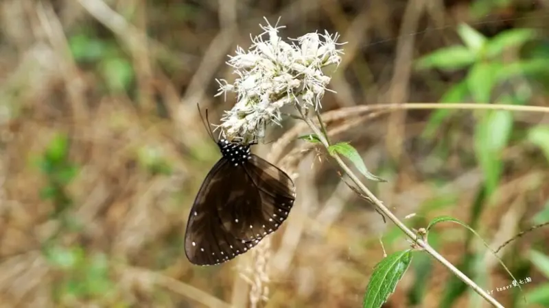  高雄期間限定超夢幻蝴蝶谷 #茂林紫斑蝶生態公園（紫蝶幽谷）/ WalkerLand窩客島整理提供 未經許可不可轉載