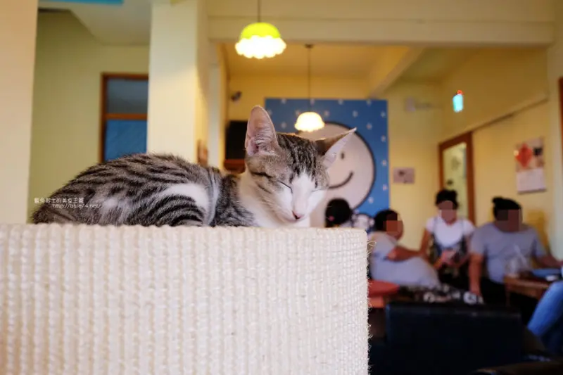 台中南屯│浪浪別哭-黎明新村裡的流浪動物中途餐廳.可愛毛小孩陪你下午茶 - 藍色起士的美食主義