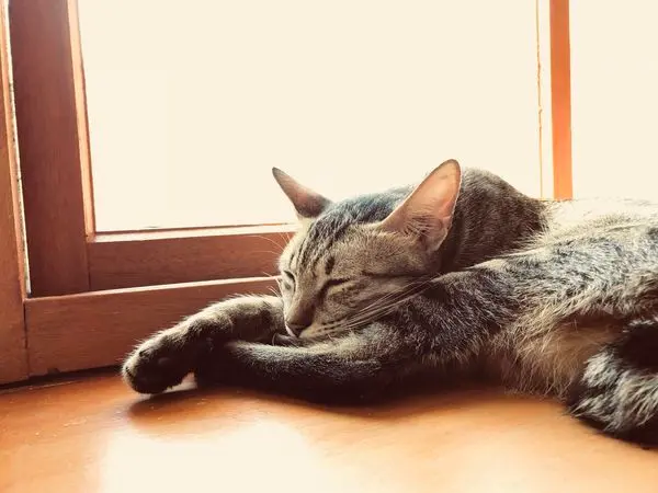 [台中] 浪浪別哭 隱藏在黎明新村中的貓狗中途咖啡餐館