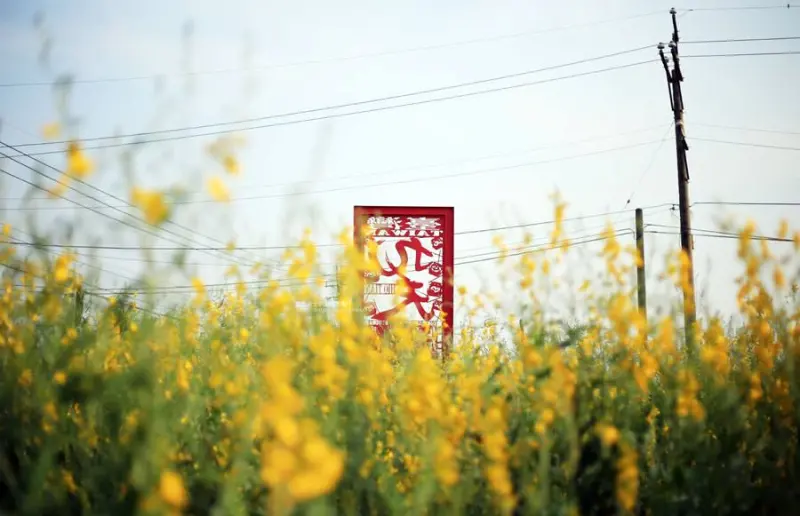 台中沙鹿│太陽麻花海-九天民俗技藝團旁.大片金黃色的大金不換.有著和油菜花一樣的好拍亮黃色花朵 - 藍色起士的美食主義