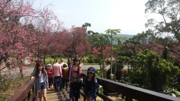 北投櫻花隧道&櫻五鐵板燒