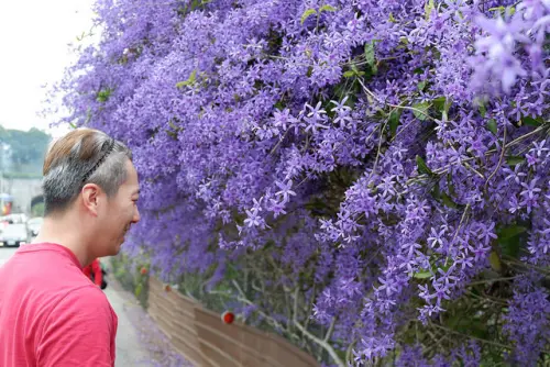 台中近郊約會小旅行~麵粉遇見水麵食館光復新村眷村手工麵+光復新村散策+中寮六七一茶花園賞紫色瀑布許願藤錫葉籐