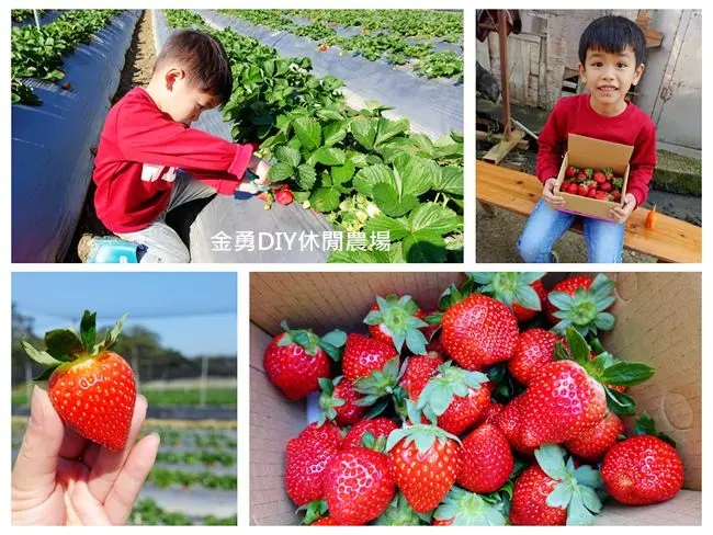 新竹關西採草莓 ▶ 金勇DIY番茄農場 ▶ 小小農夫採草莓趣  番茄王國也可以採草莓