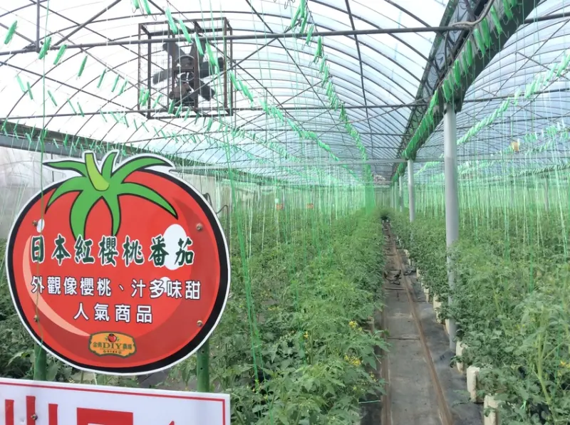 新竹關西無料觀光景點[金勇DIY番茄農場]草莓、小黃瓜、苦瓜、哈密瓜等隨季節性現採現賣