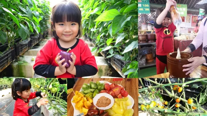 關西景點_金勇DIY番茄/休閒農場│新竹親子景點推薦，採番茄、甜椒、草莓外，還能親手搗麻糬~ - 愛伊特candy的分享樂園