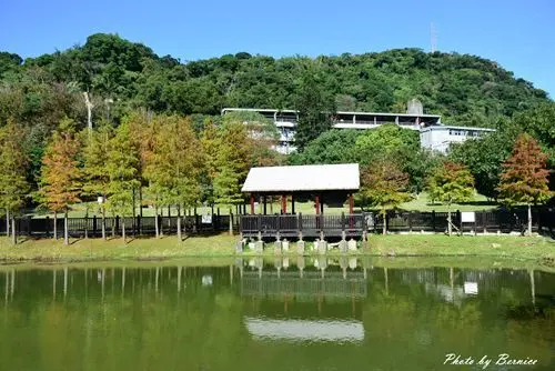 原住民文化主題公園落羽松~故宮旁的絶美落羽松