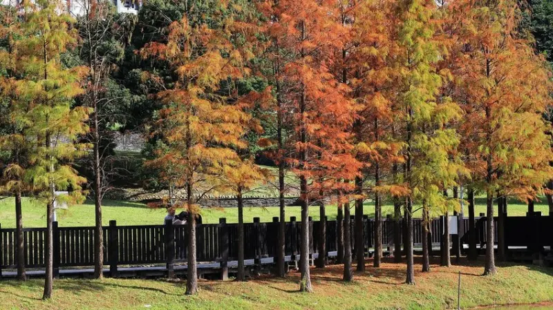  必拍士林落羽松湖畔倒影 #原住民文化主題公園/ WalkerLand窩客島整理提供 未經許可不可轉載