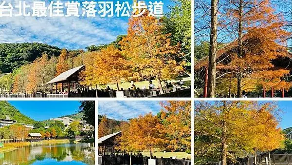 台北最佳賞松步道│原住民文化主題公園│離近郊最近的賞松步道│夢幻水上落羽松忘憂步道(2020/1/21最新松況分享)
