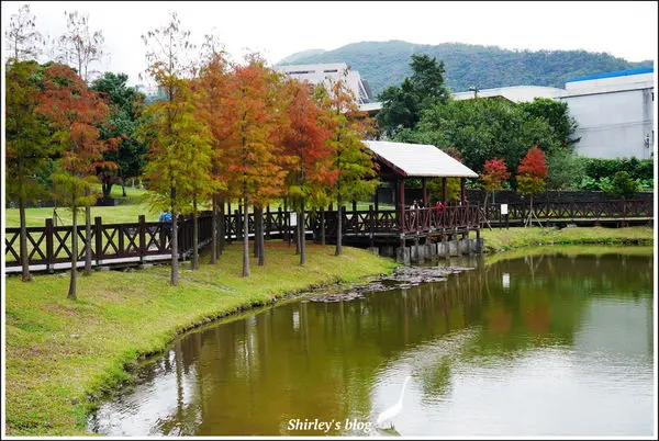 士林．原住民文化主題公園落羽松(季節限定/免費入園/故宮旁)