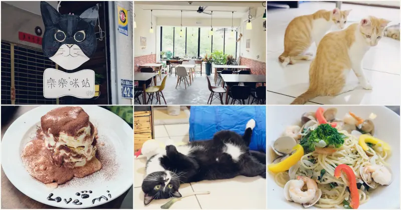 台中美術館餐廳︳樂樂咪小廚房-寵物友善餐廳兼貓咪中途之家，餐點料好實在，提供認養貓咪以及居家照顧服務！ - 金大佛的奪門而出家網誌