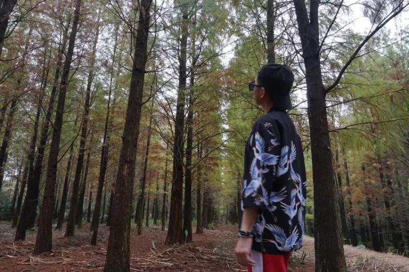 桃園楊梅 │ 落羽松 │ 落羽松秘境 │桃園楊梅景點